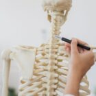 Close up of doctor touching back of human skeleton with pen in hand.