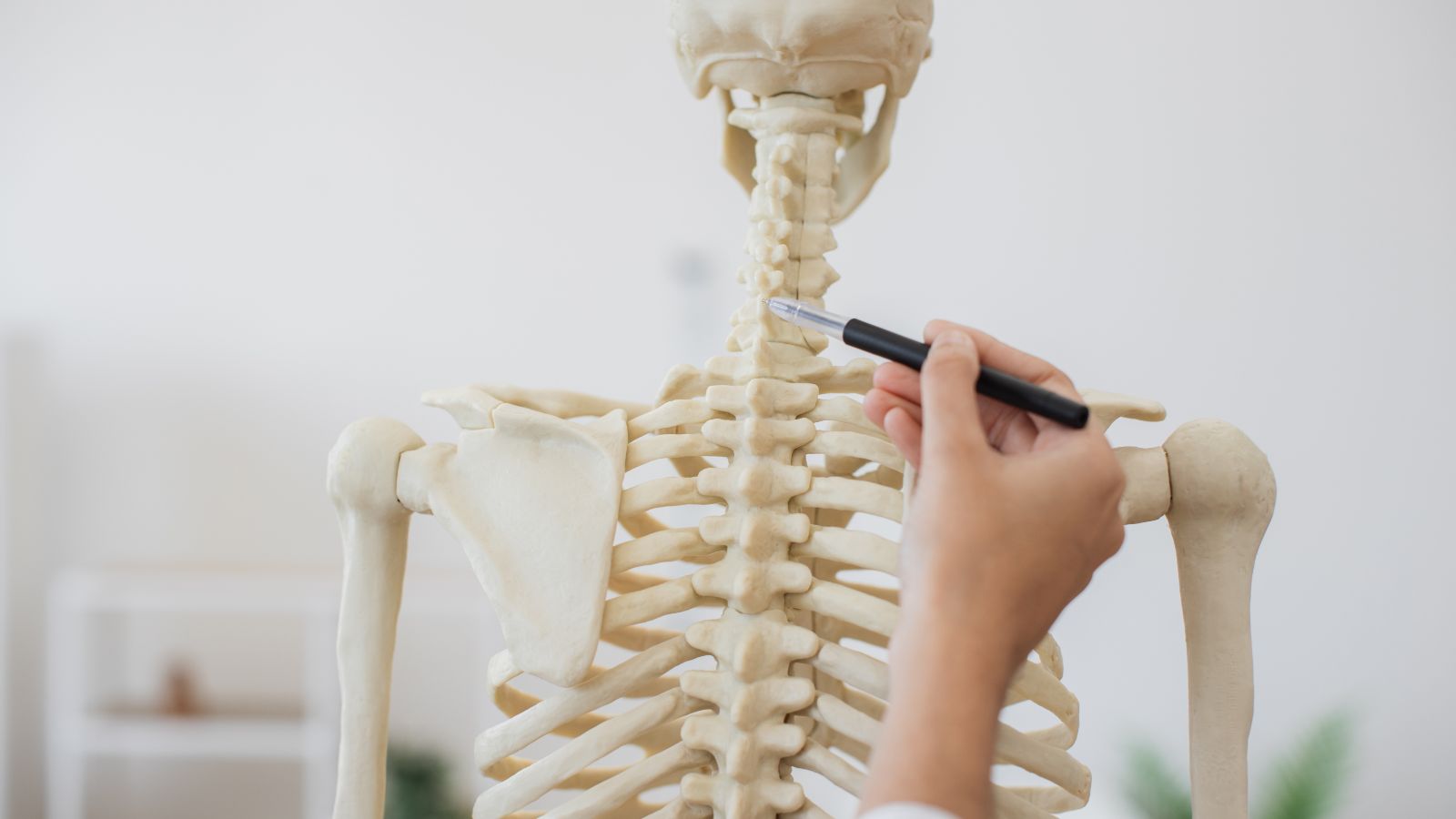 Close up of doctor touching back of human skeleton with pen in hand.