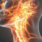 Xray of a face with nerves.