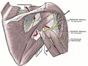 axillary nerve injury